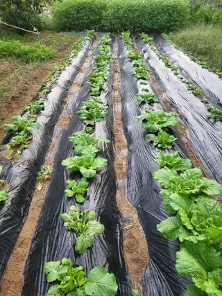 라이프님의 배추 · 영농일지 작성글 사진
