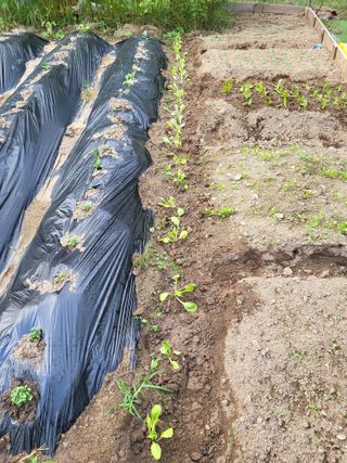 라이프님의 배추 · 영농일지 작성글 사진