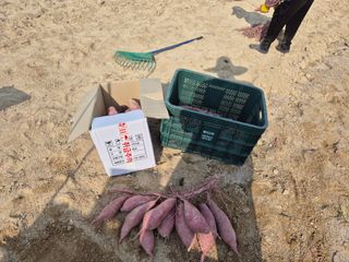 송명식님의 고구마 · 영농일지 작성글 사진