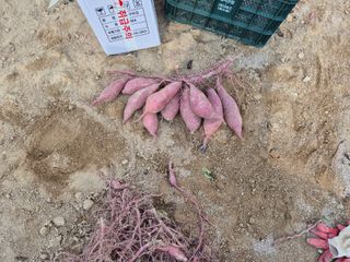 송명식님의 고구마 · 영농일지 작성글 사진