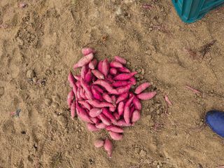 송명식님의 고구마 · 영농일지 작성글 사진