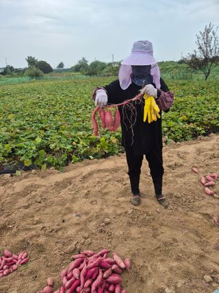 송명식님의 고구마 · 영농일지 작성글 사진