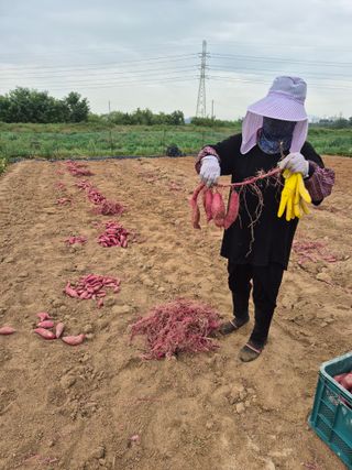 송명식님의 고구마 · 영농일지 작성글 사진