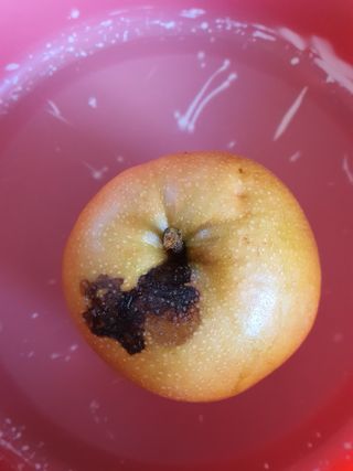 하나라도 소중하게님의 배 · 수확 작성글 사진