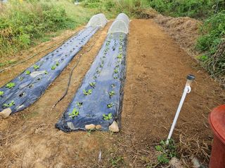 장문업 님의 배추 · 영농일지 작성글 사진