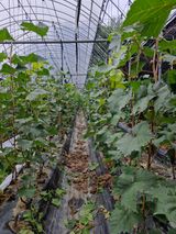 팜모닝 포도·영농일지 게시글 이미지