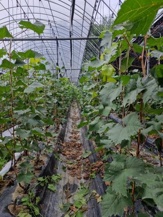 우정농원님의 포도 · 영농일지 작성글 사진