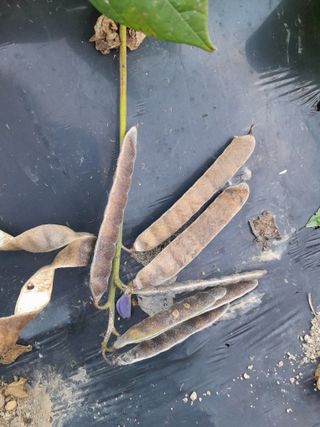 김민수산에서농사중님의 자유주제 · 자유게시판 작성글 사진