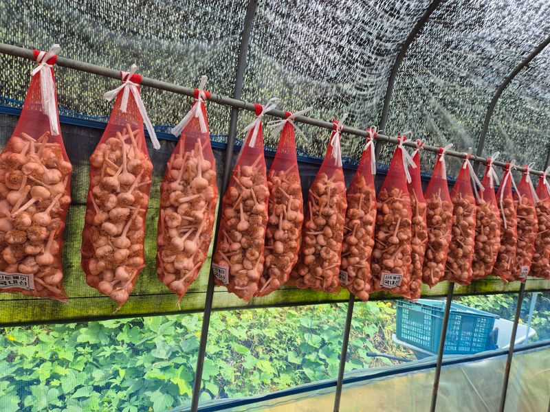 장터 상품 [홍산마늘 ] 썸네일