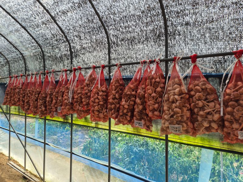 신재경님의 장터 판매 상품 [홍산마늘 ] 첨부 사진