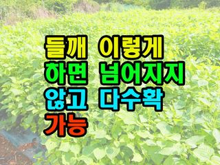 꿈꾸는텃밭님의 들깨 · 영농일지 작성글 사진