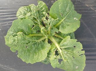 최윤호님의 배추 · 병해충상담 작성글 사진