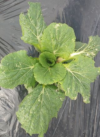 최윤호님의 배추 · 병해충상담 작성글 사진