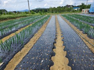 이한용님의 파 · 영농일지 작성글 사진