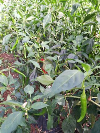 최한기님의 한가위, 덕담을 나눠주세요 · 참여글 작성글 사진