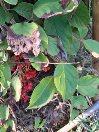 최한기님의 한가위, 덕담을 나눠주세요 · 참여글 작성글 사진