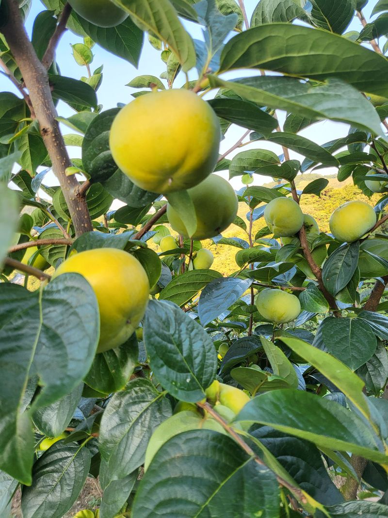 장터 상품 [태추단감 5kg(중-대과)] 썸네일