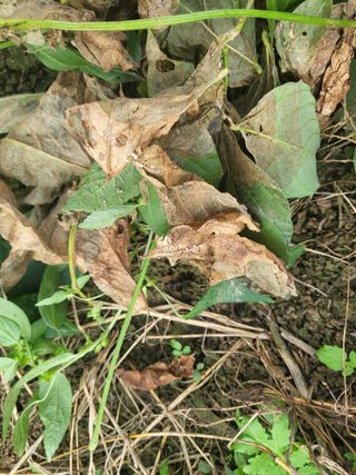 서명석님의 콩 · 영농일지 작성글 사진
