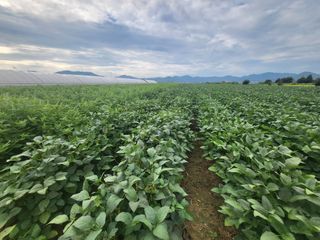 서명석님의 콩 · 영농일지 작성글 사진