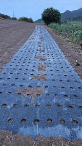 팜모닝 마늘·영농일지 게시글 이미지