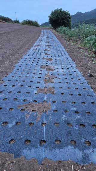 도초이삭님의 마늘 · 영농일지 작성글 사진