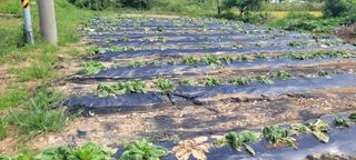 김진복님의 자유주제 · 자유게시판 작성글 사진