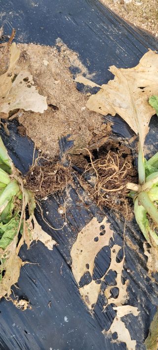 김진복님의 자유주제 · 자유게시판 작성글 사진