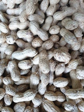 샤이니바다님의 콩 · 영농일지 작성글 사진