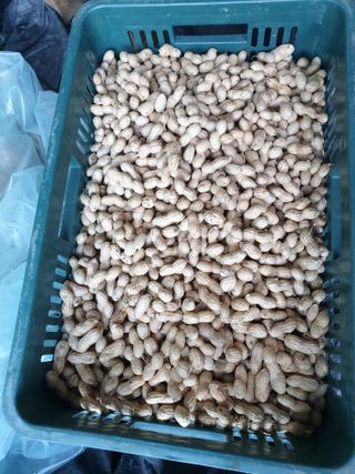 샤이니바다님의 콩 · 영농일지 작성글 사진