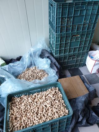 샤이니바다님의 콩 · 영농일지 작성글 사진