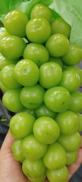 팜모닝 자유주제·자유게시판 게시글 이미지