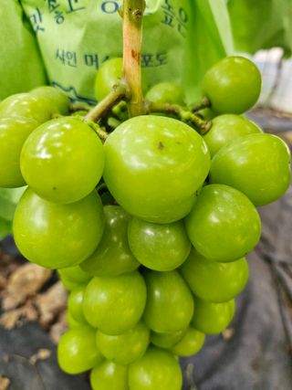 전동표님의 자유주제 · 자유게시판 작성글 사진