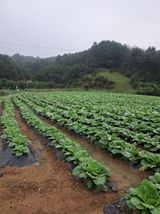 팜모닝 배추·영농일지 게시글 이미지