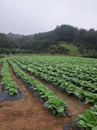 규수김님의 배추 · 영농일지 작성글 사진
