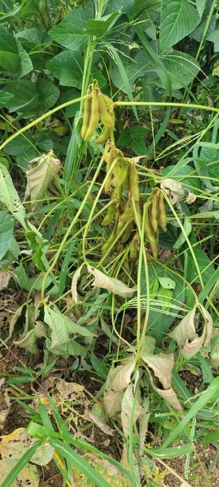 살구15128님의 콩 · 병해충상담 작성글 사진