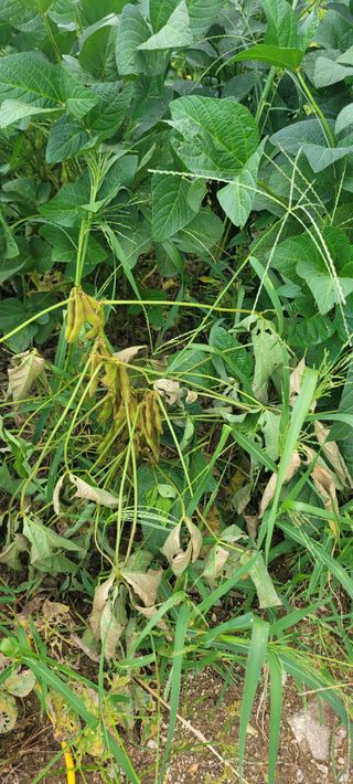 살구15128님의 콩 · 병해충상담 작성글 사진