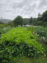 팜모닝 자유주제·자유게시판 게시글 이미지