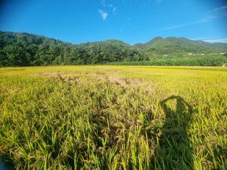 정영기대산축산농부♡님의 자유주제 · 자유게시판 작성글 사진