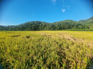 정영기대산축산농부♡님의 자유주제 · 자유게시판 작성글 사진
