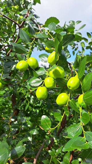 나도농부님의 기타작물 · 영농일지 작성글 사진