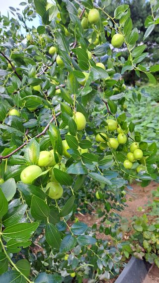 나도농부님의 기타작물 · 영농일지 작성글 사진