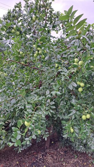 나도농부님의 기타작물 · 영농일지 작성글 사진