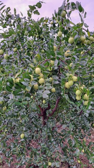 나도농부님의 기타작물 · 영농일지 작성글 사진