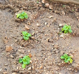 헤라여신^^♡님의 상추 · 영농일지 작성글 사진