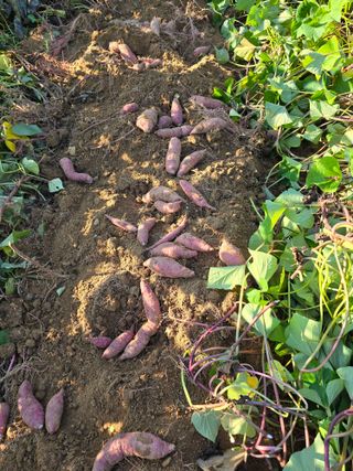 정태권님의 고구마 · 영농일지 작성글 사진