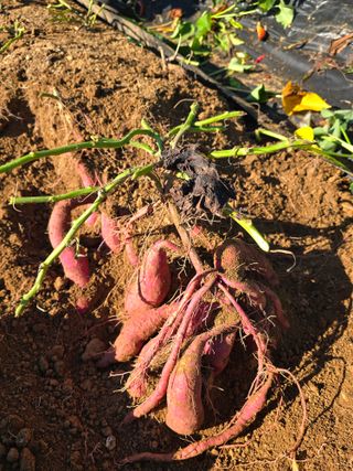 정태권님의 고구마 · 영농일지 작성글 사진