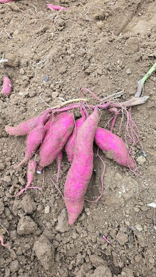 정태권님의 고구마 · 영농일지 작성글 사진