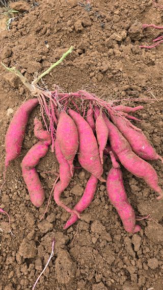 정태권님의 고구마 · 영농일지 작성글 사진