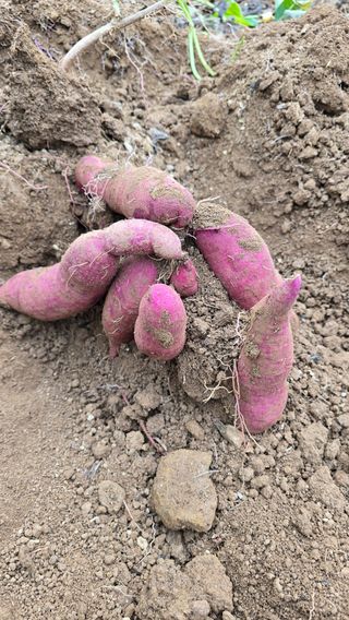 정태권님의 고구마 · 영농일지 작성글 사진