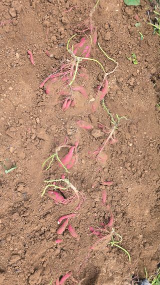 정태권님의 고구마 · 영농일지 작성글 사진